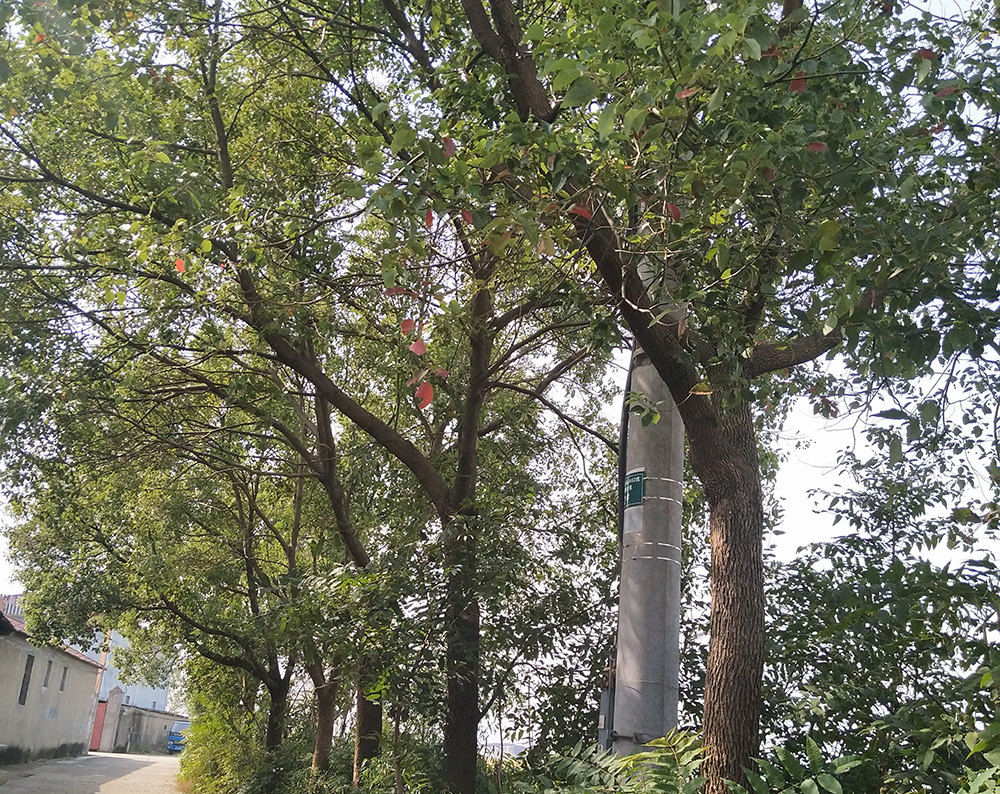 TREE PLANTED BY OUR FACTORY  OUTSIDE WALL