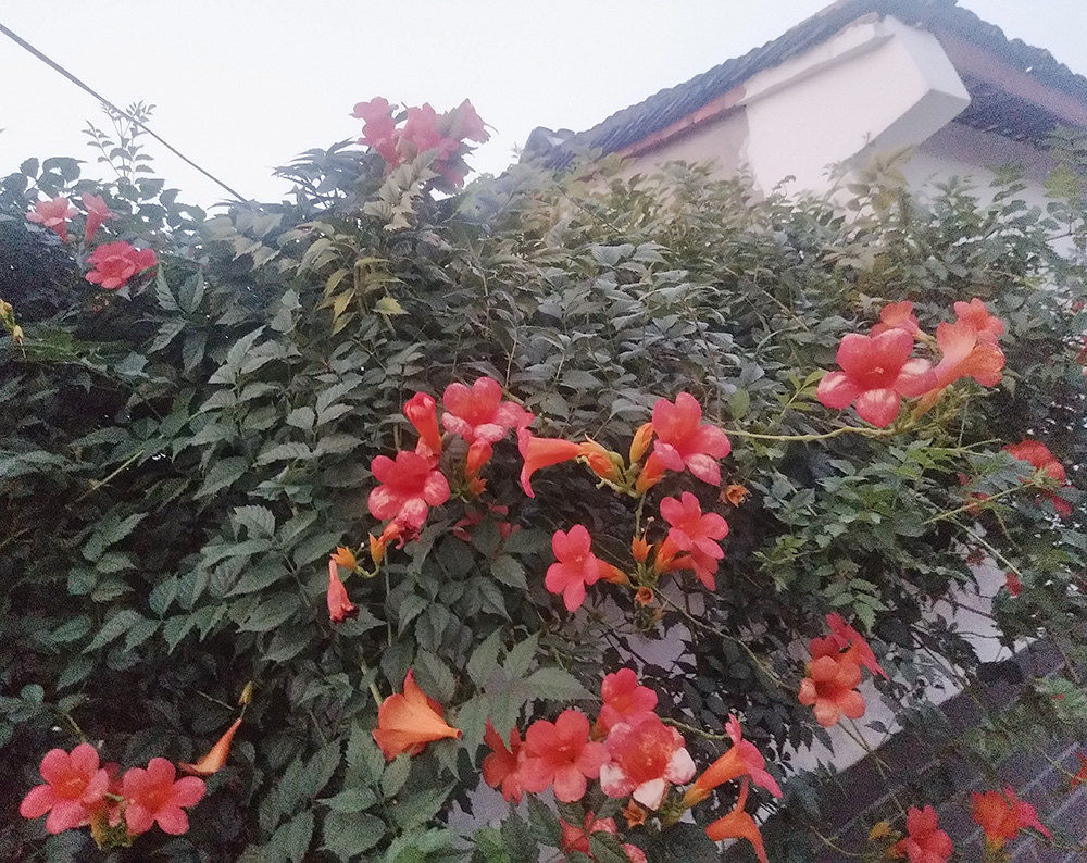 WALL FLOWER