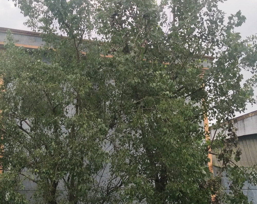 FACTORY SURROUDING TREE